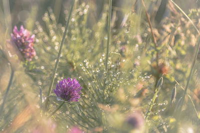 Close-up of pink flowering plant on field