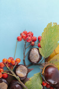 Close-up of red berries growing on plant