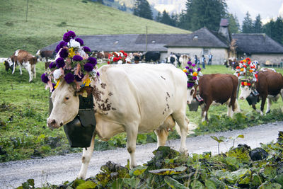 Cows standing on landscape