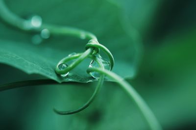 Close-up of raindrops on leaf