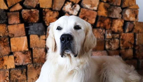 Close-up portrait of a dog