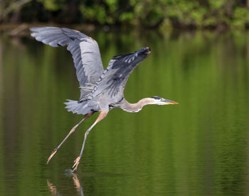 Bird flying over lake