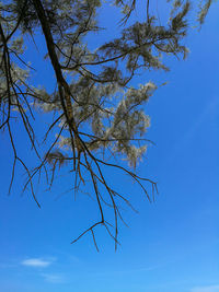 Low angle view of bare tree against clear blue sky