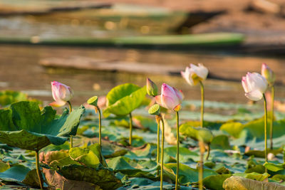 Close-up of water lily in lake