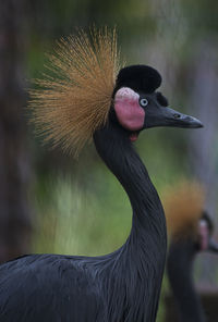 Close-up of gray heron