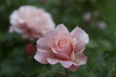 Close-up of pink rose