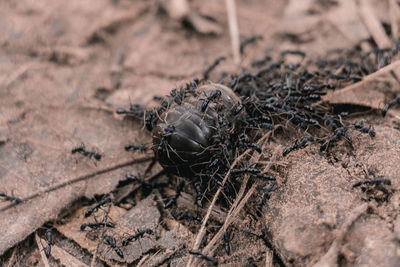 High angle view of insect on land