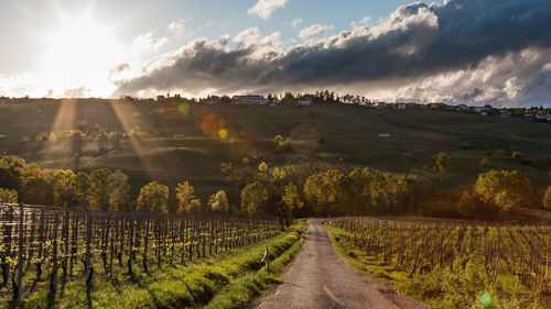 Panoramic view of vineyard against sky