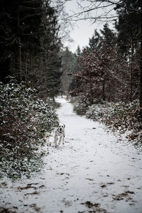 Dogs walking on snow covered field