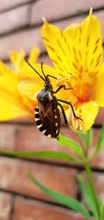 Close-up of insect on yellow flower