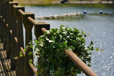 Plant growing on railing by river