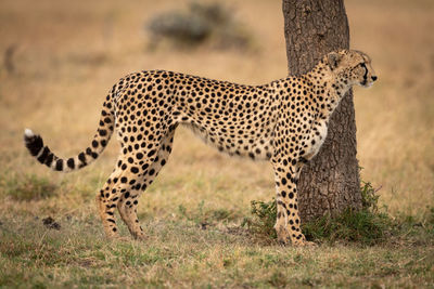 Cheetah on grassy field during sunny day