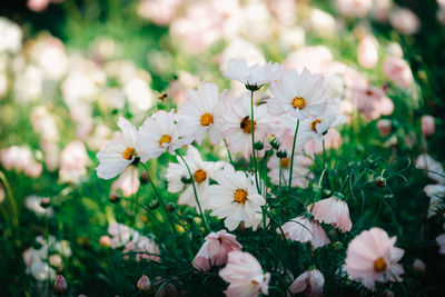 Close-up of white flowering plant on field