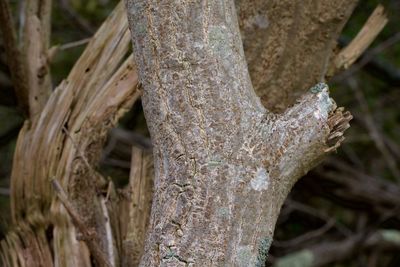 Close-up of tree trunk in forest