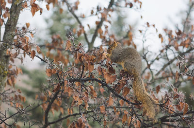 View of a squirrel on branch