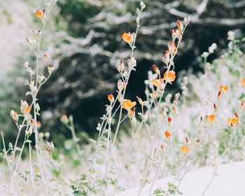 Close-up of flowers blooming outdoors