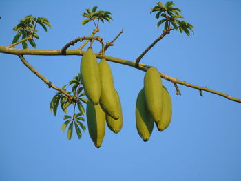 Ceiba pentandra