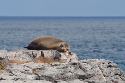 Close-up of sea lion on rocks against sea