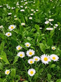 High angle view of white daisy flowers on field