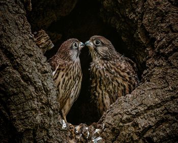 A tender moment between fledgling kestrels