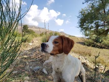 Dog sitting on field against sky