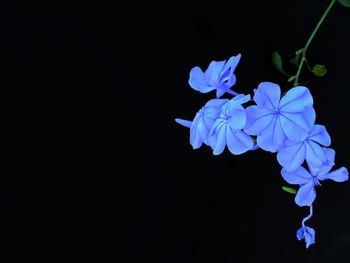 Close-up of purple flowering plant against black background