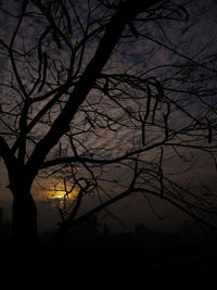 Silhouette bare tree against sky at night