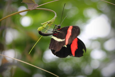 Close-up of butterfly perching on leaf