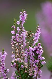 Close-up of pink flowering heater plant