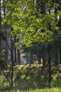 Trees in park