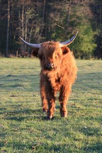 View of an highland cattle on field