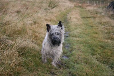 Portrait of dog on field