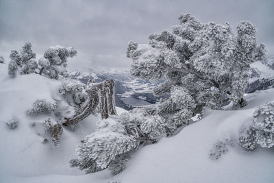 Snow covered plants and trees against sky