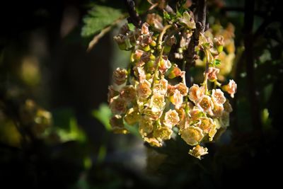 Close-up of flowering plant