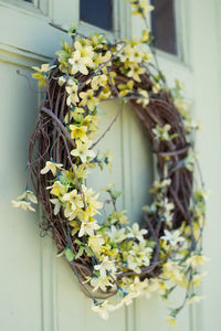 Close-up of white flowering plant