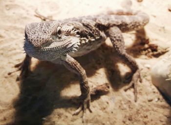 Close-up of lizard