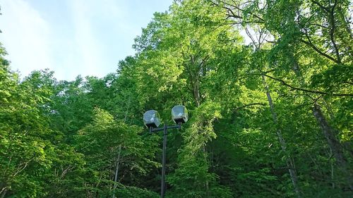 Low angle view of trees in forest against sky