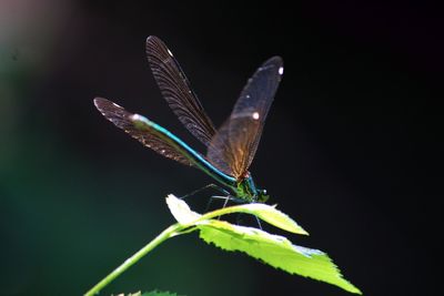 Close-up of butterfly on leaf