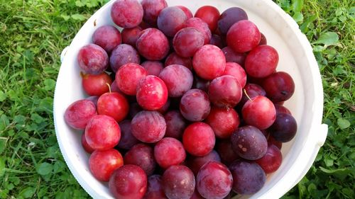 High angle view of red fruit on tree