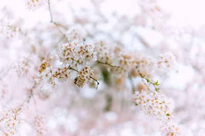 Close-up of apple blossoms in spring