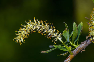 Close-up of insect on plant