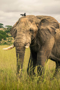 African elephant in ugandan savanna. ideal for safari, wildlife, and conservation projects. 