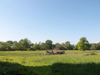 Horses in a field