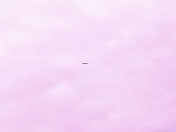 Low angle view of bird flying in sky