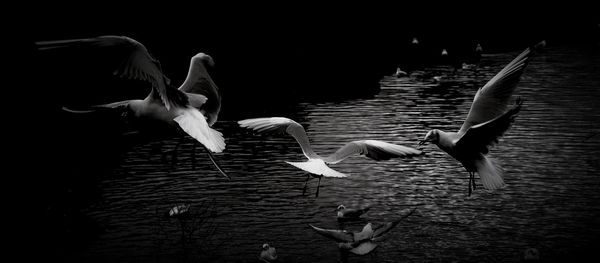 High angle view of seagulls flying over lake