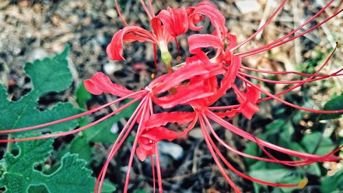 Close-up of red flowers