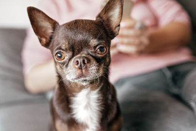 Close-up of funny short-haired brown dog chihuahua, different expressive emotions. space for text