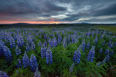 Purple lupine flowering plants in an icelandic field during summer's midnight sun.