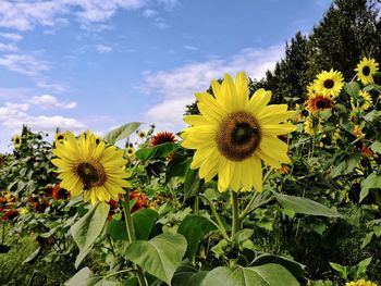 Close-up of yellow flowering plant against sky