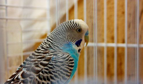 Close-up of parrot in cage